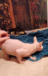 Sphynx of Donskoy (2 foto / 2)