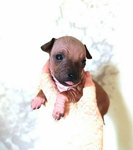 American naked terriers (8 foto / 9)