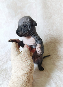 American naked terriers (7 foto / 9)