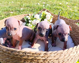 American naked terriers (2 foto / 9)