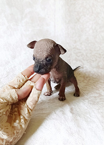 American naked terriers (5 foto / 5)