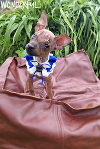 American naked terriers (2 foto / 5)