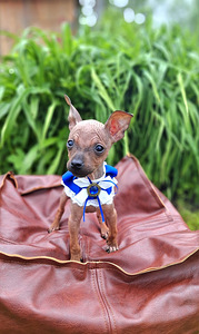 American naked terriers (1 foto / 5)