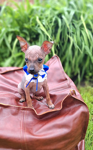 American naked terriers (4 foto / 5)