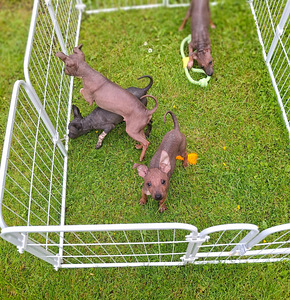 American naked terriers boys (4 foto / 6)