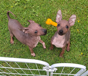 American naked terriers boys (6 foto / 6)
