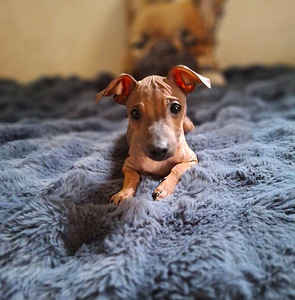 Exotic puppies boys (4 foto / 9)