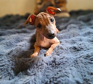 Exotic puppies boys (3 foto / 9)