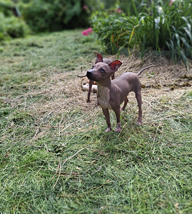 American naked terriers boys (4 foto / 10)