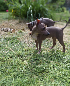 American naked terriers boys (7 foto / 10)