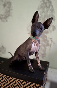 American naked terriers boys (9 foto / 10)