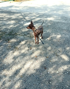 American naked terriers boys mini (4 foto / 7)