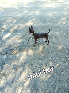 American naked terriers boys mini (3 foto / 7)