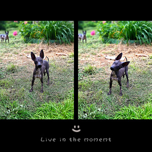 American naked terriers boys-mini (4 foto / 4)