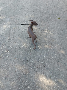 American naked terriers boys-mini (2 foto / 4)