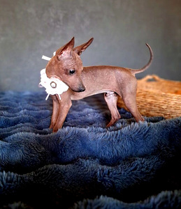 Exotic puppies boys (1 foto / 3)