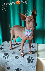 American naked terriers boys (6 foto / 7)