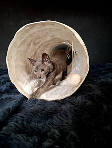 Сфинкс котенок (2 фото из 2)