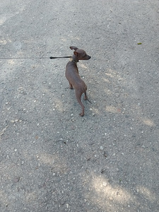 Exotic puppies boy mini (3 foto / 5)
