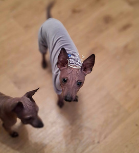 American naked terriers (1 foto / 3)