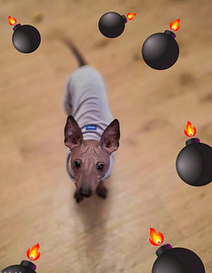 Exotic puppies boy (2 foto / 3)