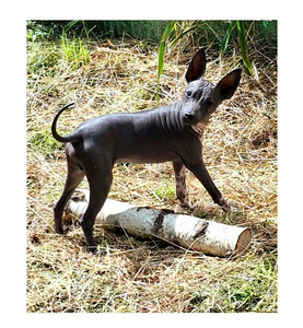 Exotic puppies-mini boys (1 foto / 2)