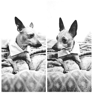 American naked terriers boys mini (7 foto / 8)