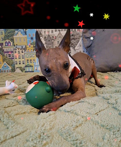 Exotic puppies boys mini (3 foto / 6)