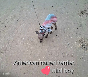 Exotic puppies mini boy (2 foto / 2)