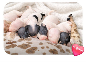 American hairless terriers (1 foto / 3)