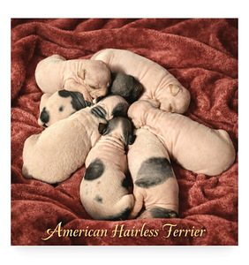 American hairless terjer (1 foto / 3)