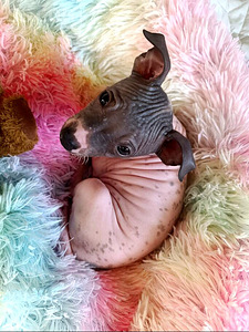 American hairless terjer (3 foto / 3)