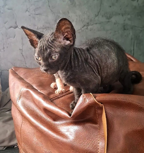 Don Sphynx