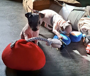 American hairless terrier (4 foto / 5)