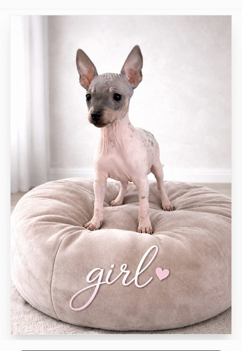 American hairless terrier