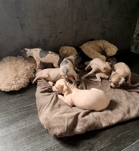 American hairless terrier