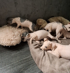 American hairless terjer (2 foto / 9)
