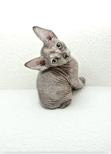 Doni sfinks (2 foto / 2)