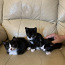 2 kuu vanused kassipojad (foto #1)