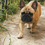 French bulldog for breeding (foto #2)