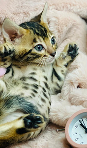 Bengal kittens certificated by WCF (2 valokuva sivusta 4)