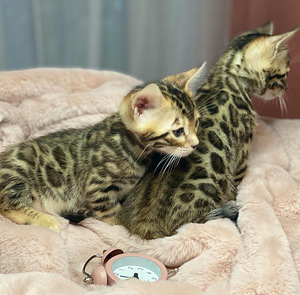 Bengal kittens certificated by WCF (3 valokuva sivusta 4)