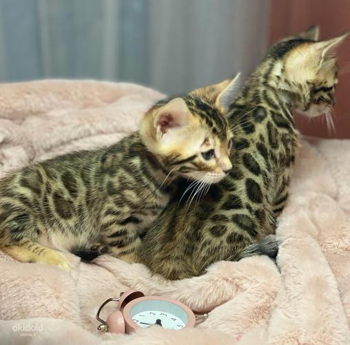 Bengal kittens certificated by WCF (valokuva #3)