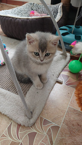 Британский котёнок (2 фото из 3)
