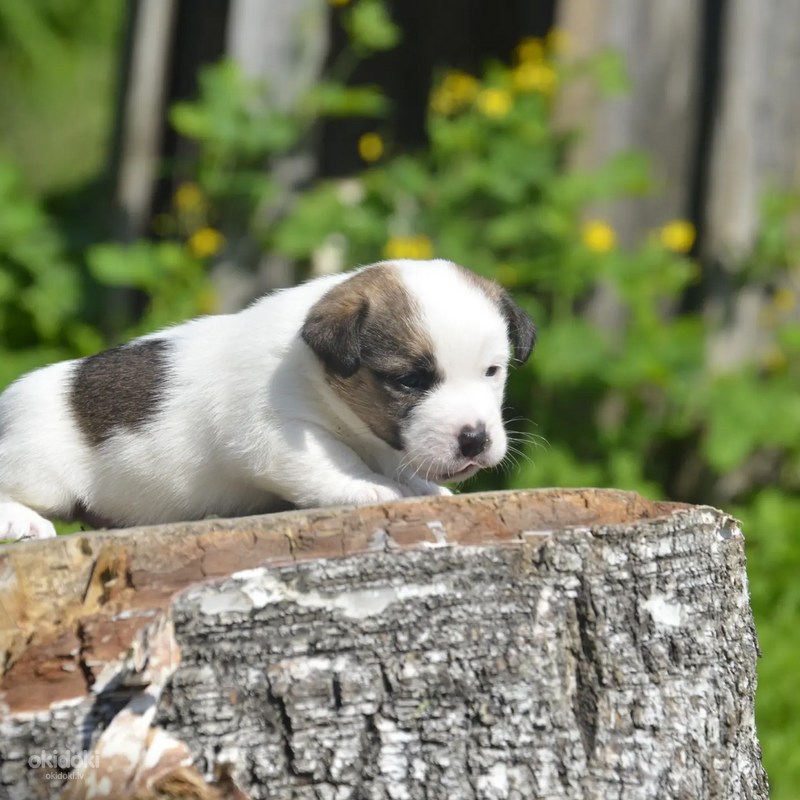 Džeka Rasela terjers - Daugavpils, Suņi – okidoki