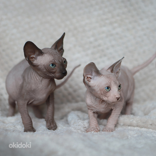 Канадский сфинкс