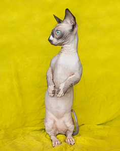 Bambino sfinkss (2 foto no 4)