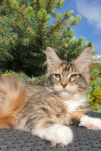 Ühetõuline Maine Coon kassikasvatus (2 foto / 9)