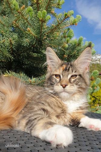 Монопородный питомник кошек породы Мейн-Кун (фото #2)