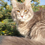 Монопородный питомник кошек породы Мейн-Кун (фото #3)